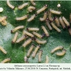 melitaea caucasogenita larva1a